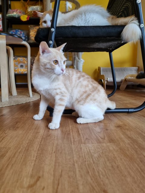 Tracy  - Domestic Short Hair Cat