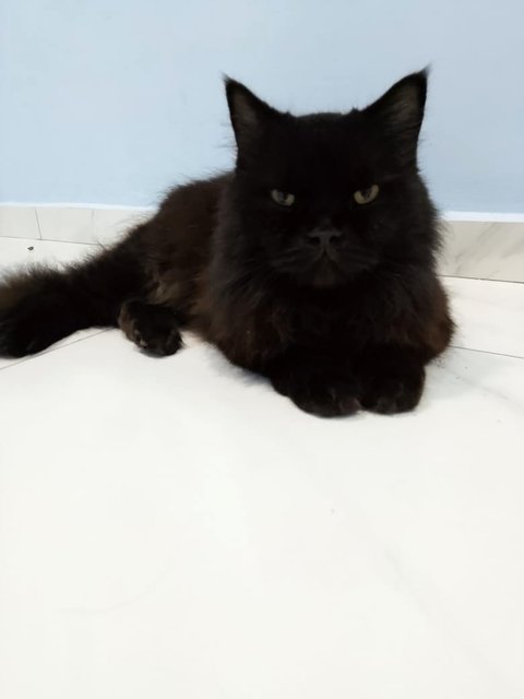 Leo  - Persian Cat