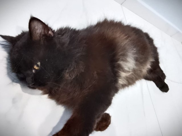 Leo  - Persian Cat