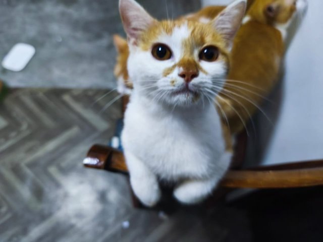 Tompok - Domestic Medium Hair Cat