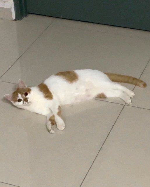 Tompok - Domestic Medium Hair Cat