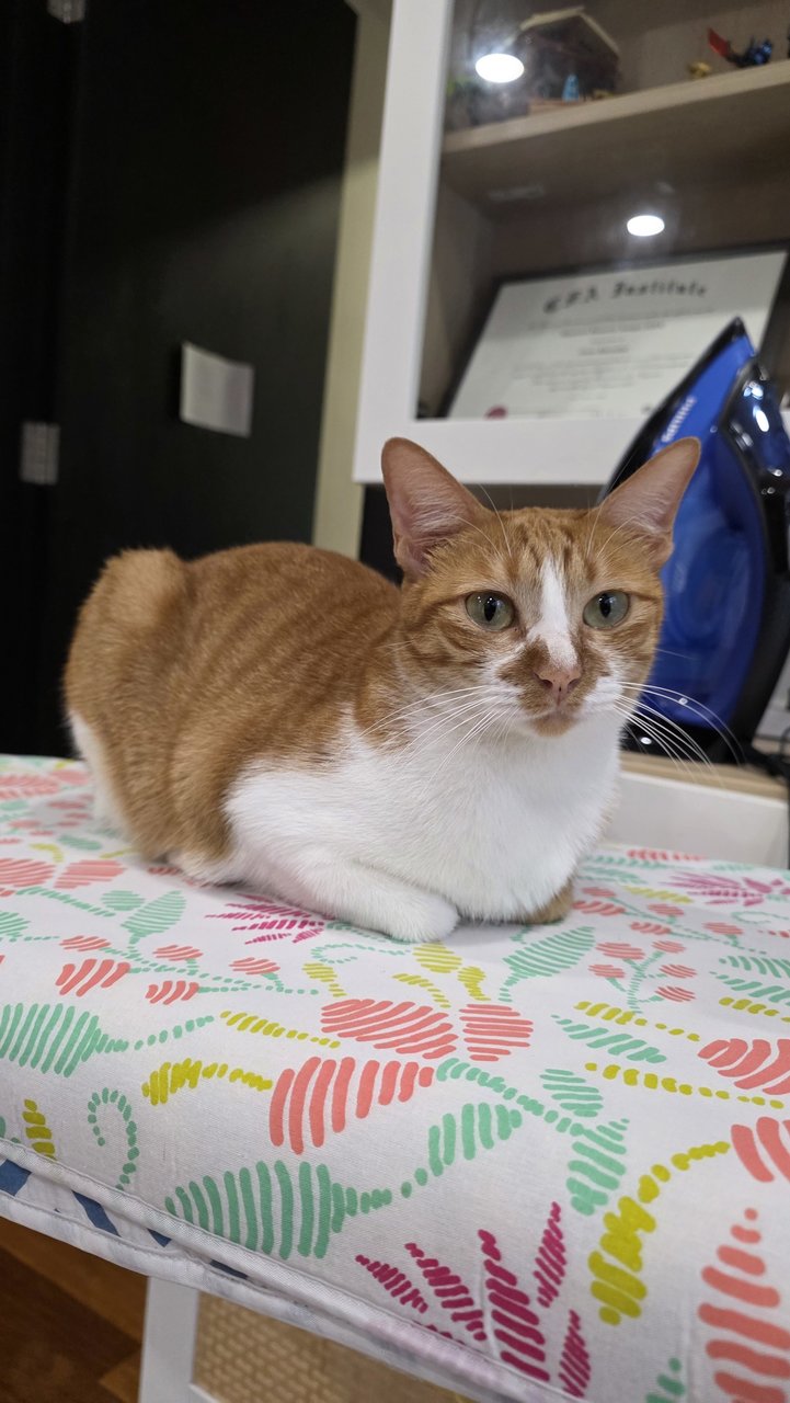 Wanda - Domestic Short Hair Cat
