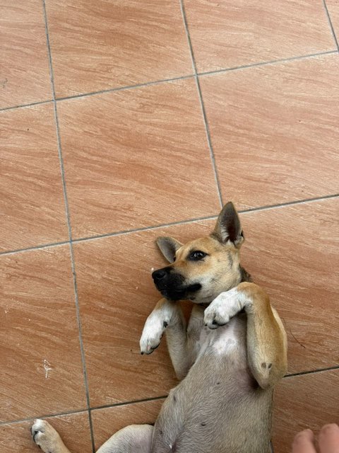 Lexy - Mixed Breed Dog