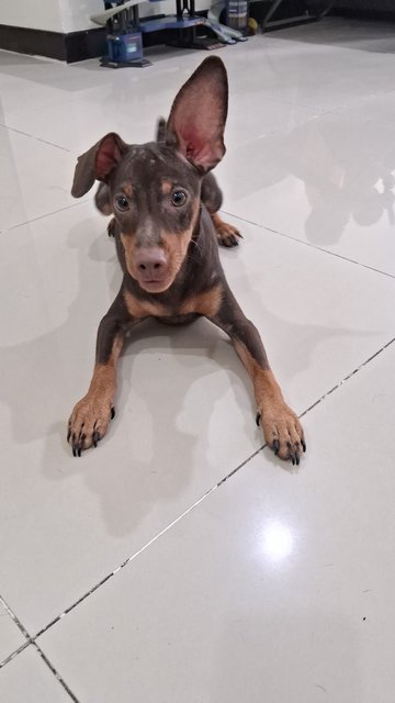 Mocha - Miniature Pinscher Dog