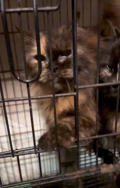 Urgent Rehome (Prada &amp; Choco) - Tortoiseshell + Domestic Long Hair Cat