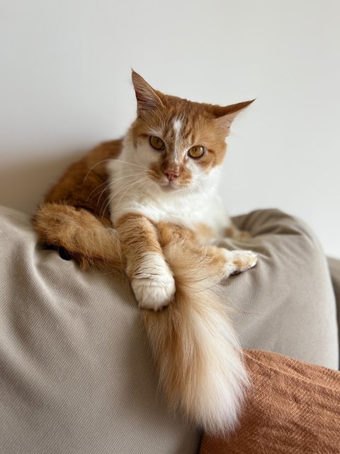 Tofu - Domestic Long Hair Cat