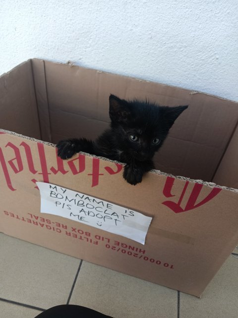 Bomboclat - Domestic Short Hair Cat