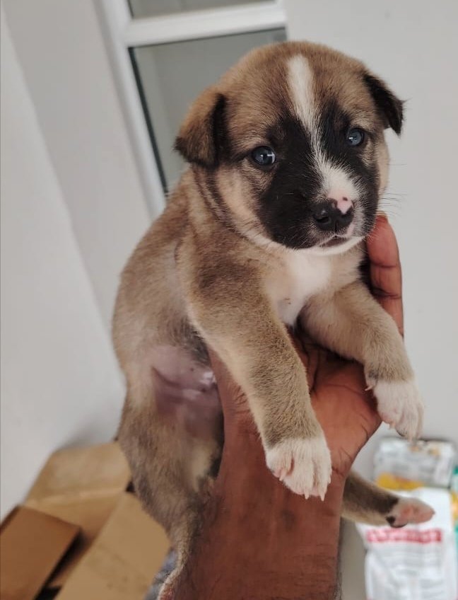 Jackie - Mixed Breed Dog