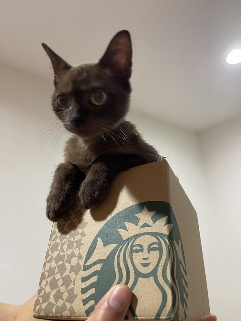 Cinderella - Domestic Short Hair Cat