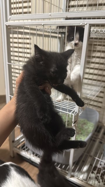 PF145389 - Domestic Short Hair + Tabby Cat