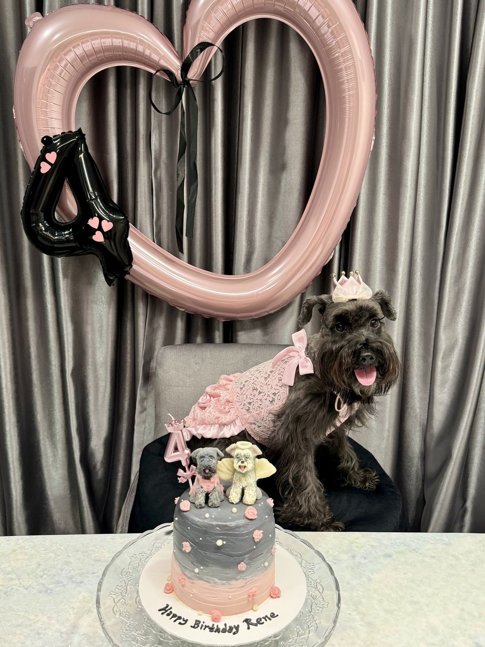 Rene - Schnauzer Dog