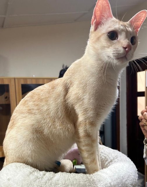 Mochi - Domestic Short Hair Cat
