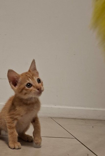 ✨️kitten (No Name Yet) - Domestic Medium Hair Cat