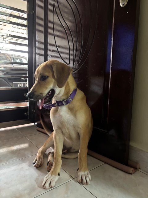 Vetri - Mixed Breed Dog