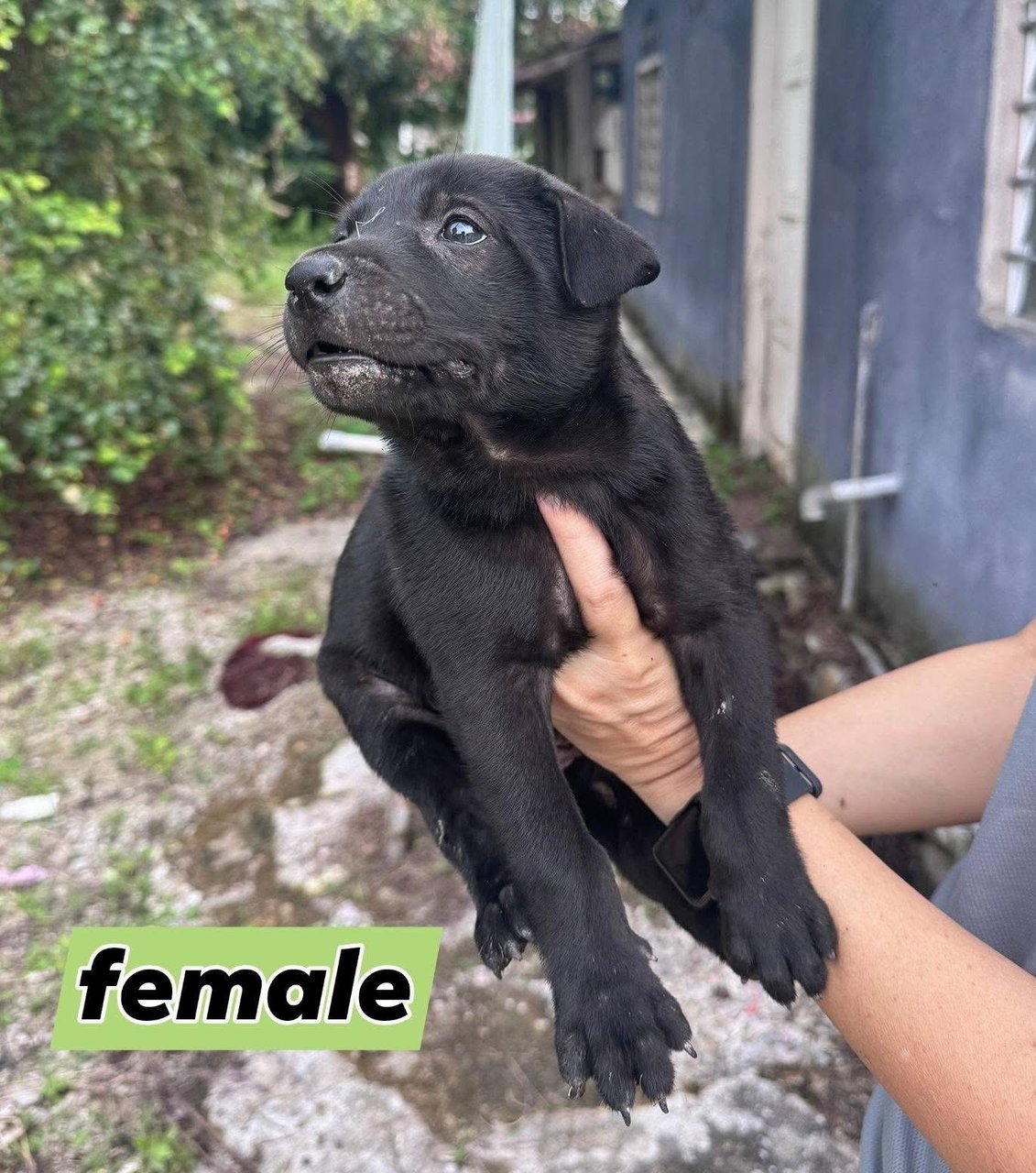 PF145508 - Mixed Breed Dog
