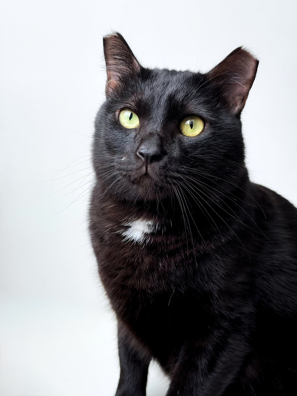 Justin The Affectionate Boy - Domestic Short Hair Cat