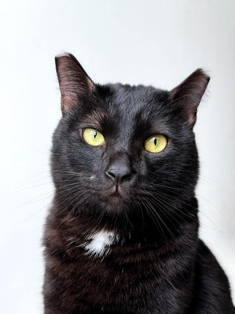 Justin The Affectionate Boy - Domestic Short Hair Cat