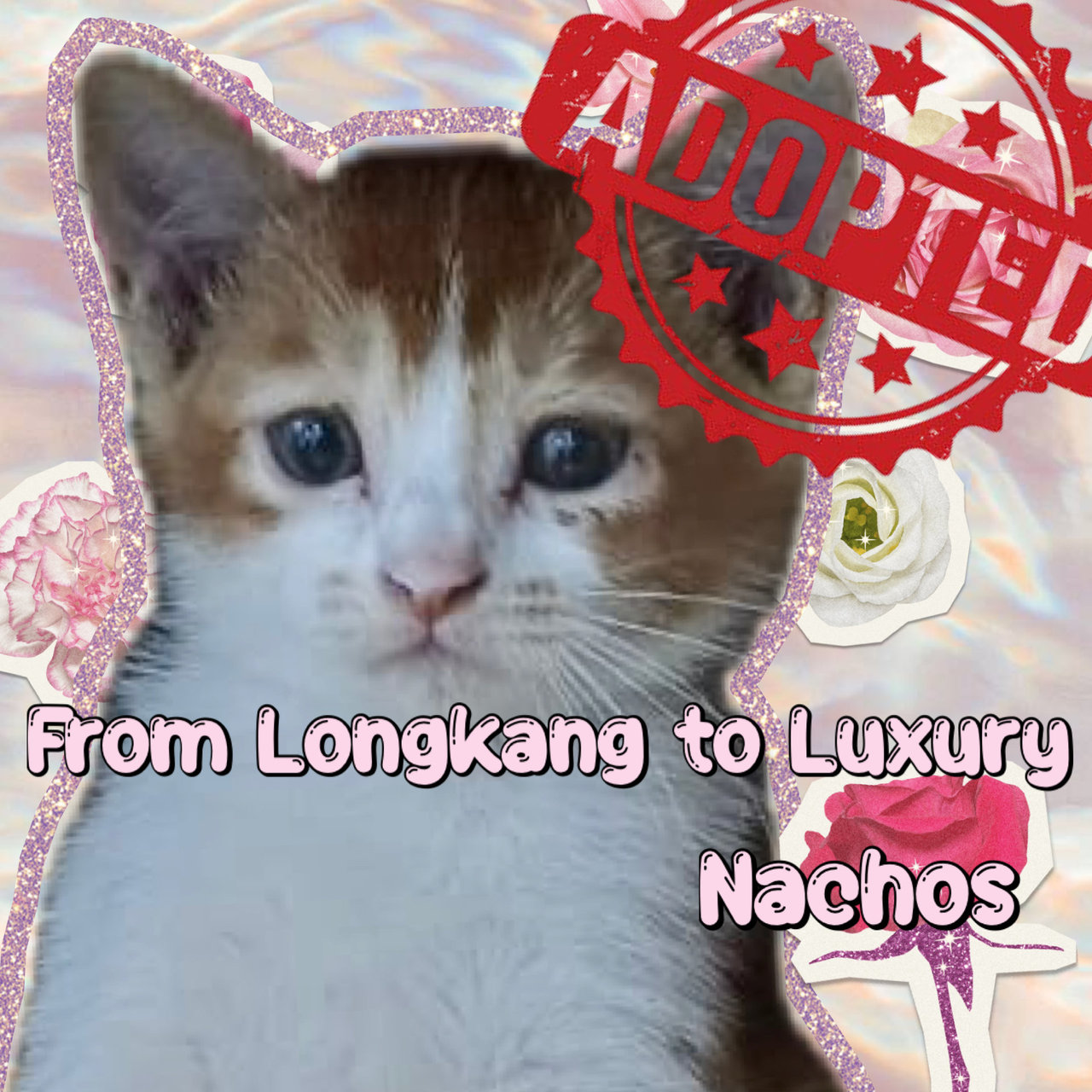 Nachos - Domestic Short Hair Cat