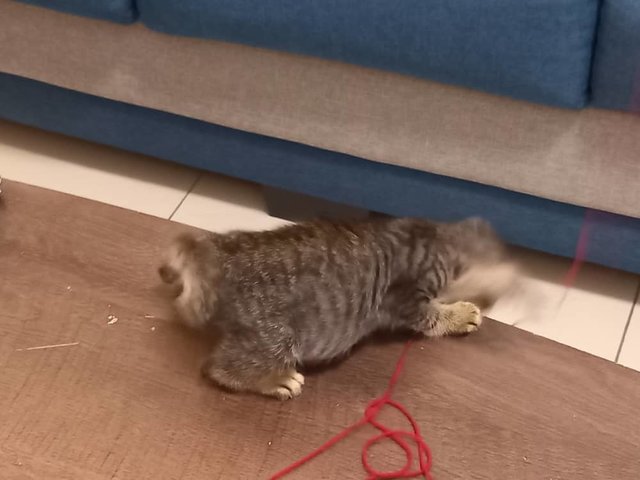 Pumpkin - Domestic Short Hair Cat