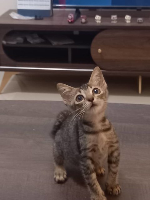 Pumpkin - Domestic Short Hair Cat