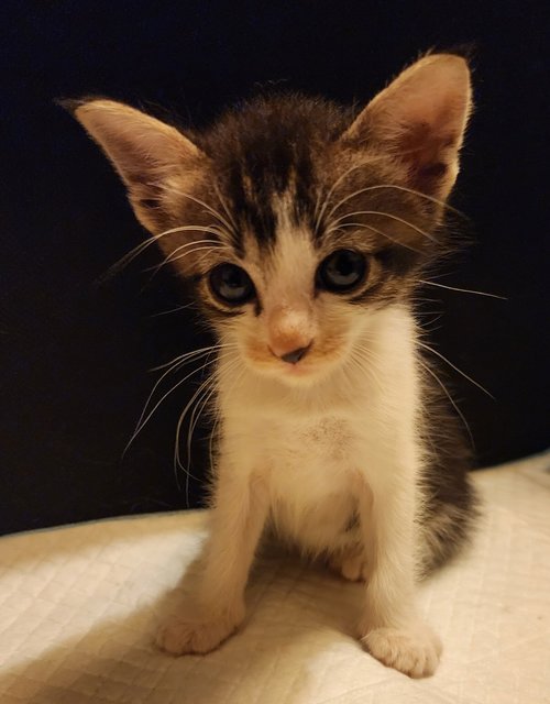 Kitten 2 - Domestic Short Hair Cat