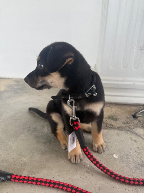 Rocky Black Montano - Mixed Breed Dog