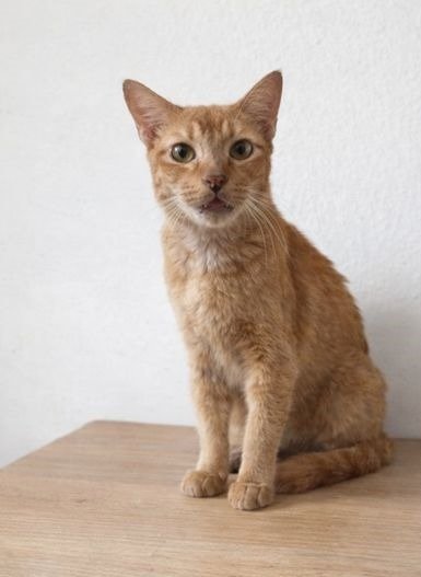 Ember - Domestic Short Hair Cat