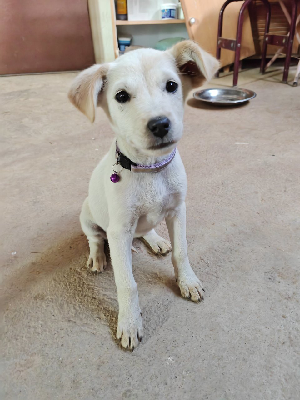 Female Puppy (Purple Collar)  - Mixed Breed Dog