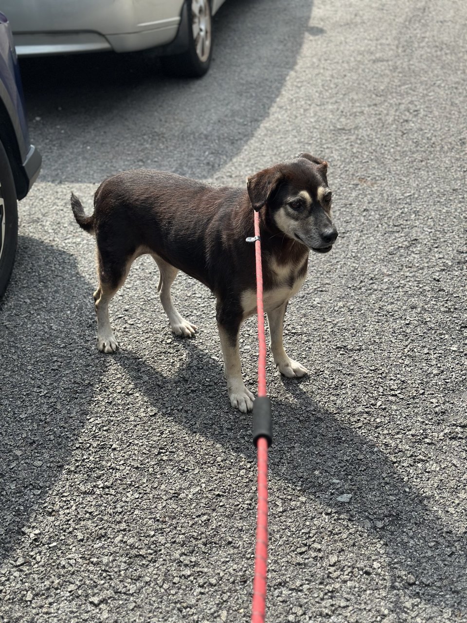 Guiness - Mixed Breed Dog