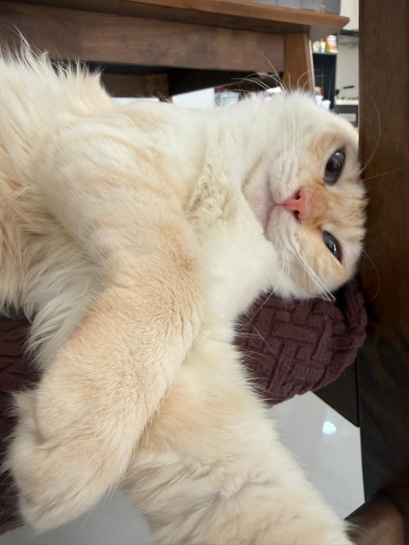 Hermes - Siamese + Domestic Long Hair Cat