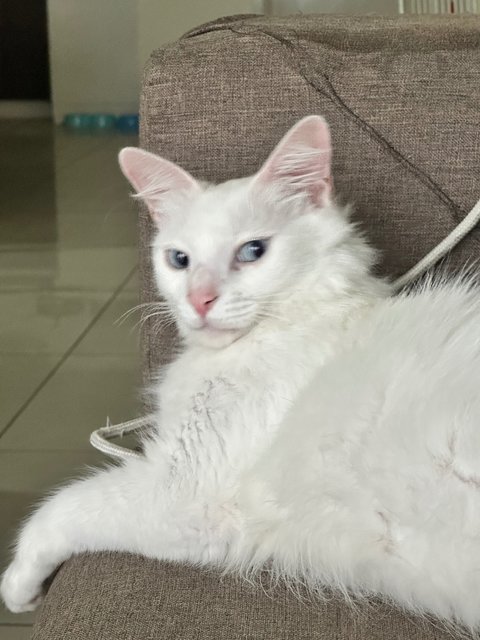 Snowy - Turkish Van Cat