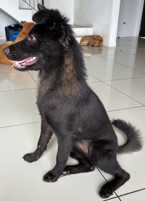 Blackie - Mixed Breed Dog