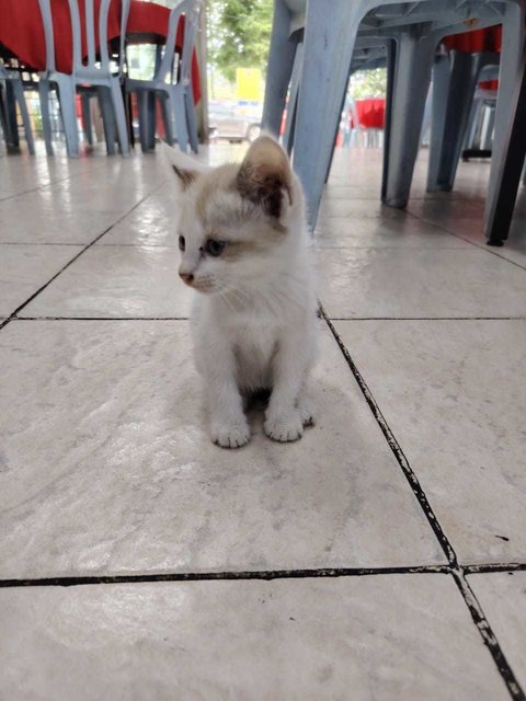 Blue Eyed Kittens - Domestic Short Hair + Siamese Cat