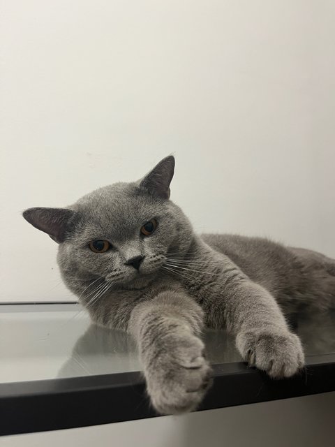 Dusty - British Shorthair + Russian Blue Cat