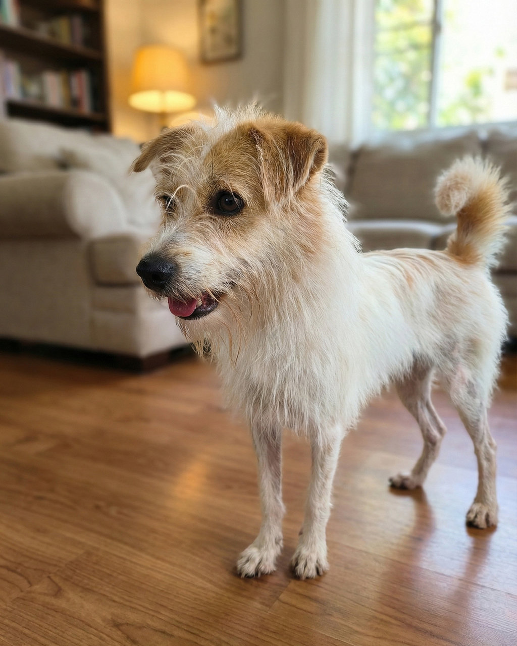 Terrier Mix Dog Adopted - 1 Year 10 Months, Roxy (P357f) from Ara ...