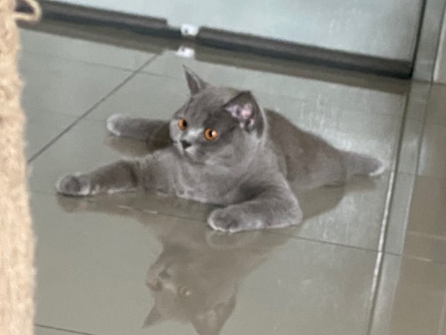 Byu - British Shorthair Cat
