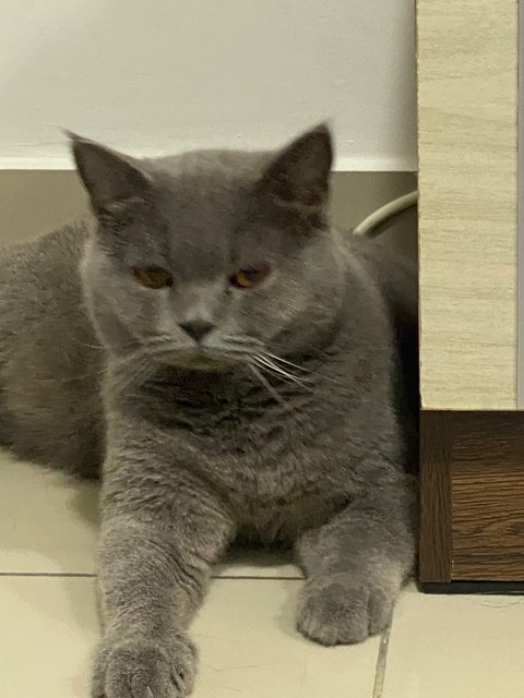 Byu - British Shorthair Cat