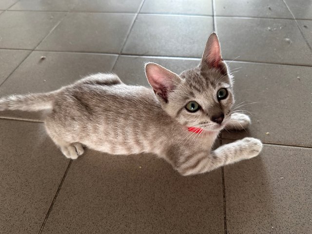 Latte - Domestic Short Hair Cat