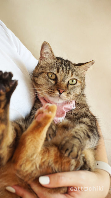 Tabitha The Manja Cat - Domestic Short Hair + Tabby Cat