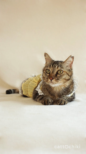 Tabitha The Manja Cat - Domestic Short Hair + Tabby Cat