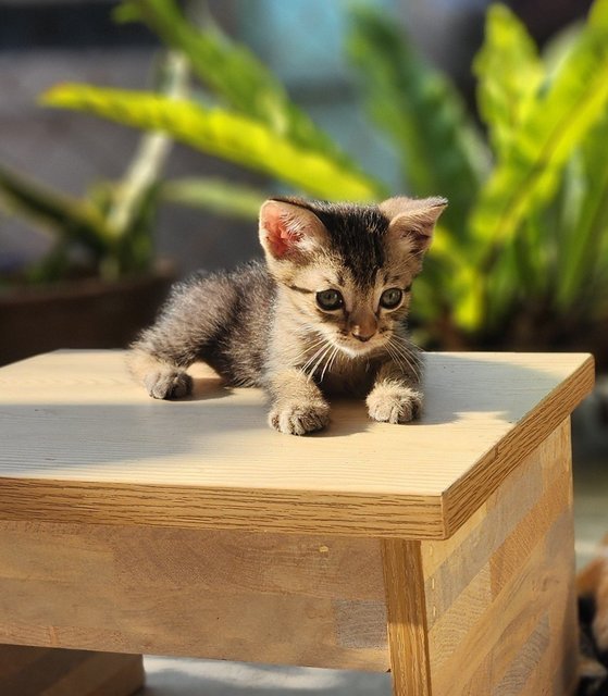 Kitten 5 (Adopted) &amp; 6  - Calico Cat