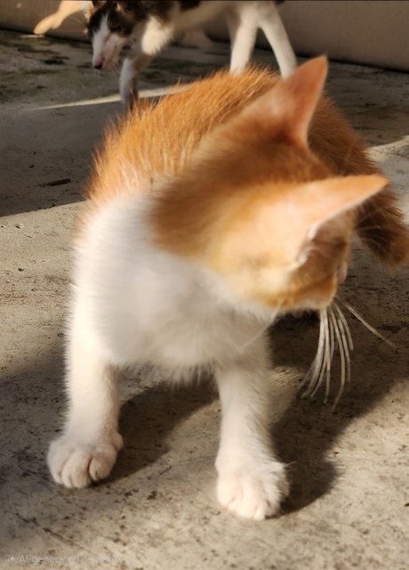 Kitten 4 - Calico Cat