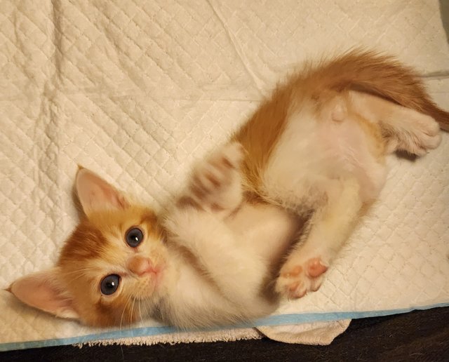 Kitten 4 - Calico Cat