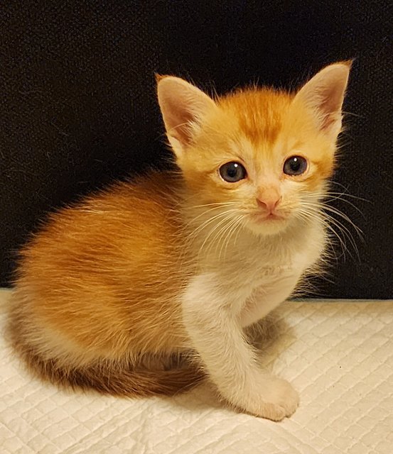 Kitten 7 - Calico Cat