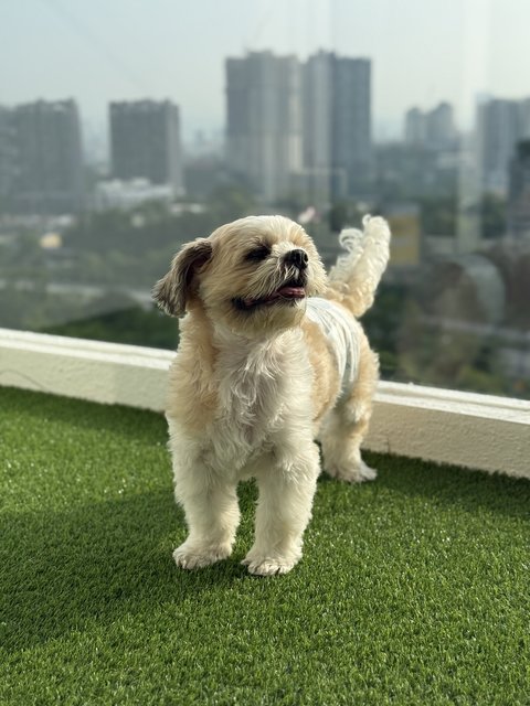Boki The Shihtzu - Shih Tzu + Maltese Dog