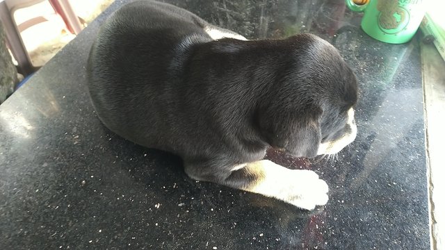 Little Girl - Mixed Breed Dog