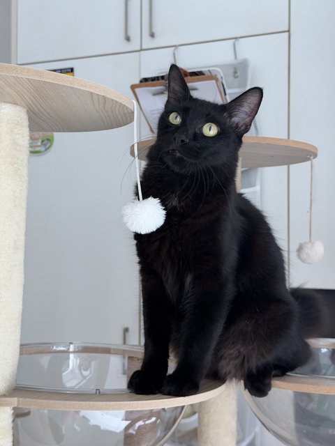 Knoxx - Domestic Short Hair Cat