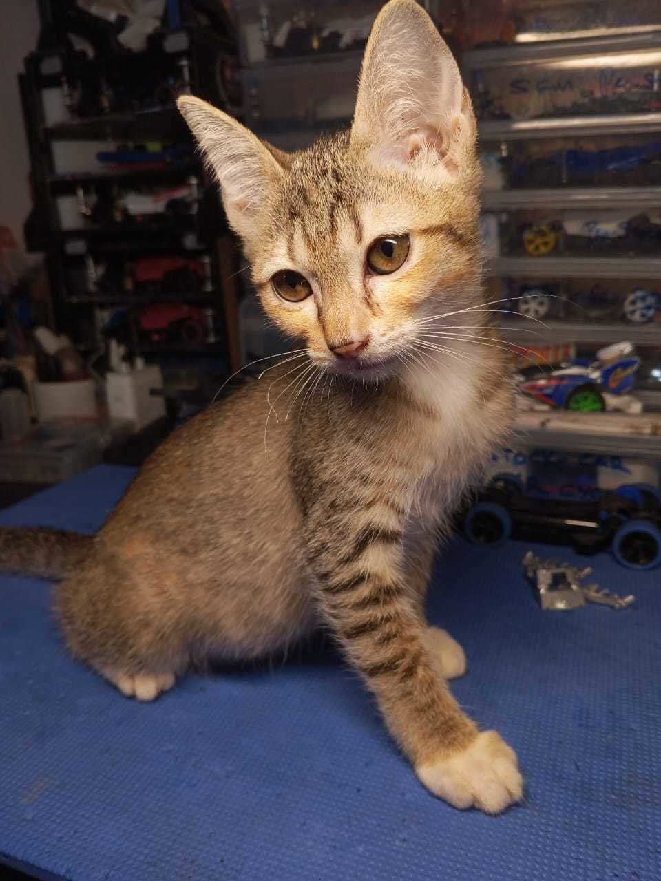 Axia - Domestic Short Hair Cat