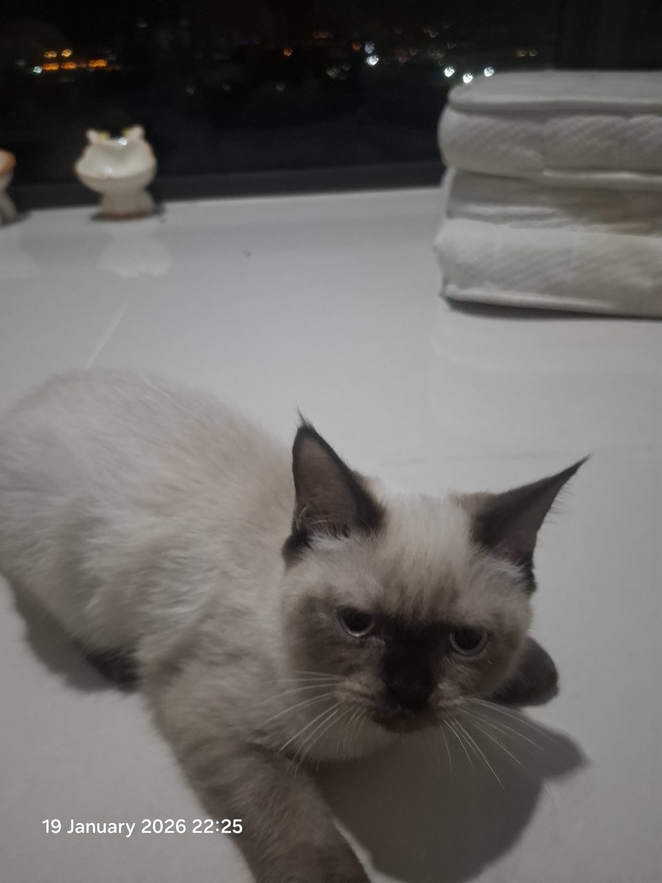 Eevee - British Shorthair + Domestic Medium Hair Cat