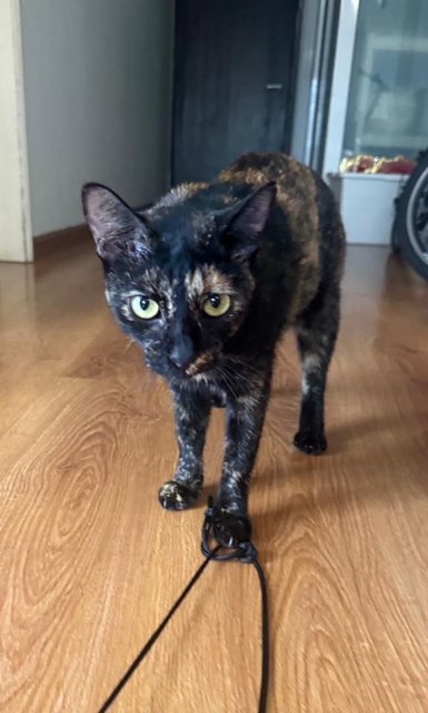 Mala🐱 - Tortoiseshell Cat